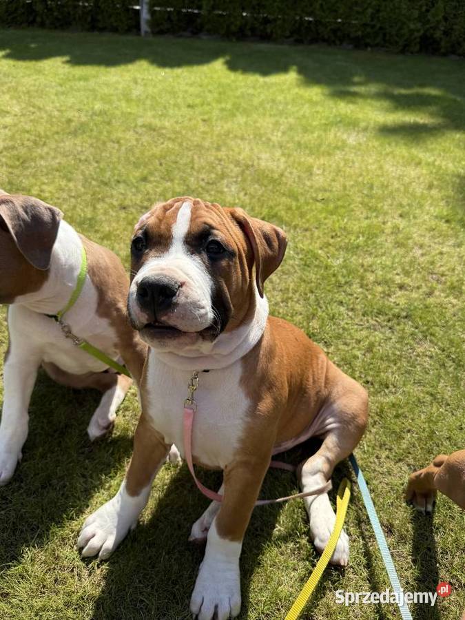 Amstaff FCI gotowy do odbioru Gdańsk