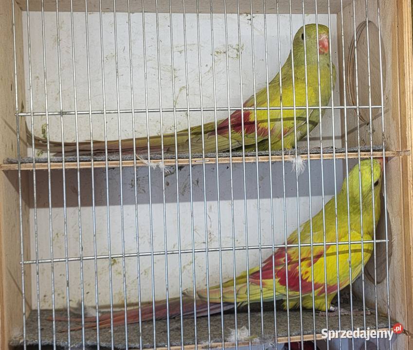 Sprzedam papugi górskie pastele para lęgowa