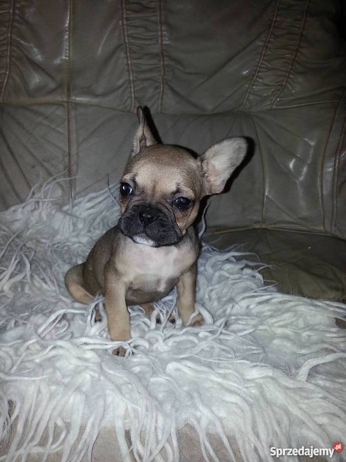 buldog francuski Konin