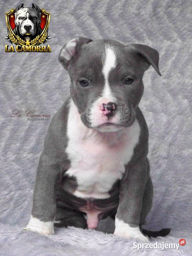 American Staffordshire Terrier Blue Samiec