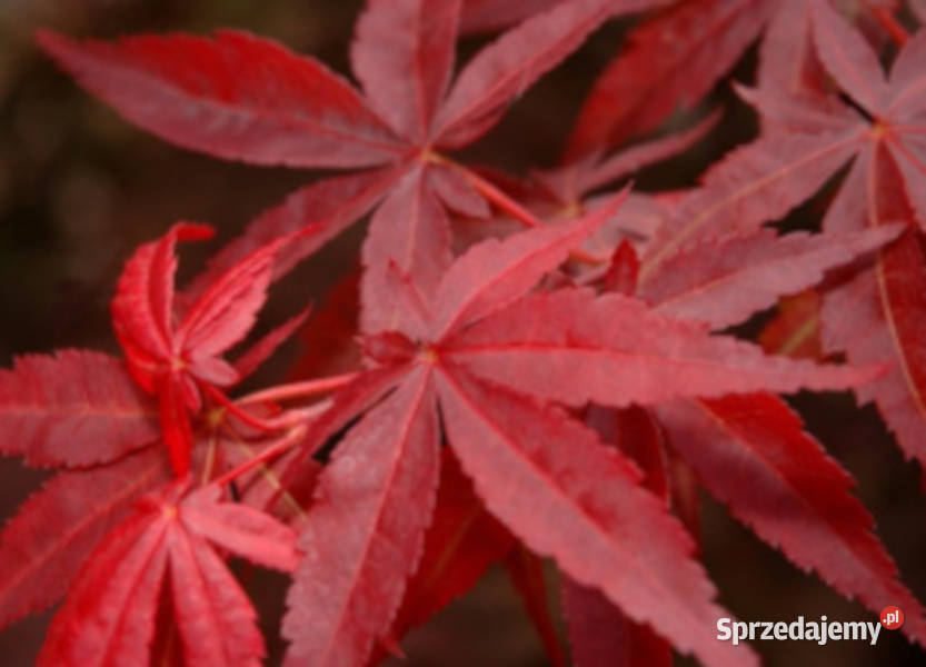 KLON PALMOWY Acer palmatum NASIONA 700 sztuk 10g