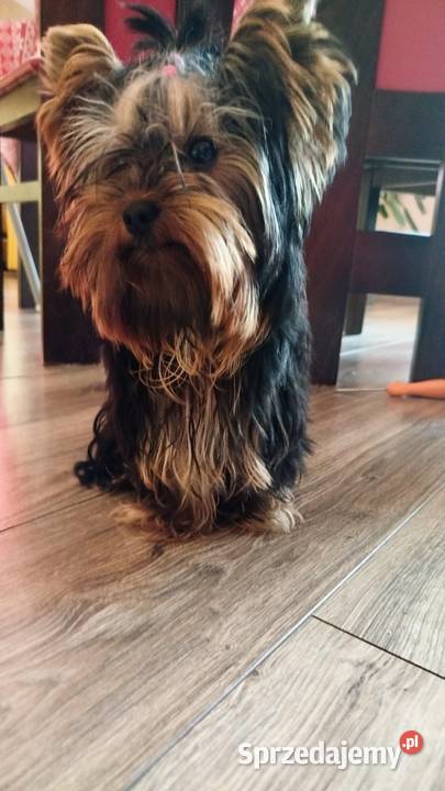Yorkshire terrier piesek 2 Psy