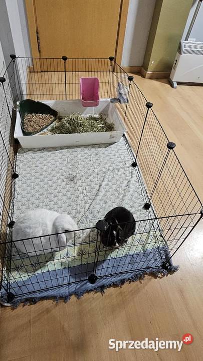 Kojec świnki morskiej z matą podłogową klatka