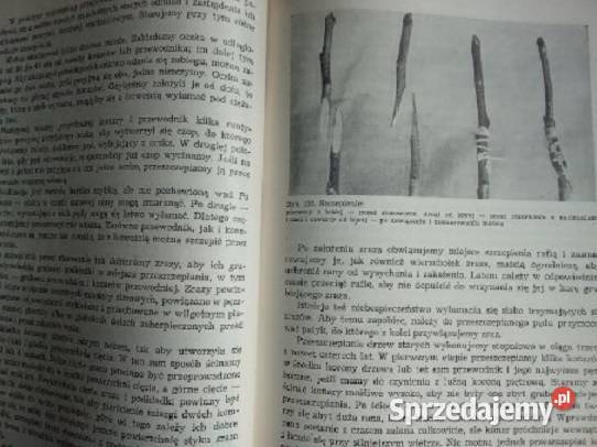 Sadownictwo Pieniążek sad rolnictwo uprawa owoce Łódź