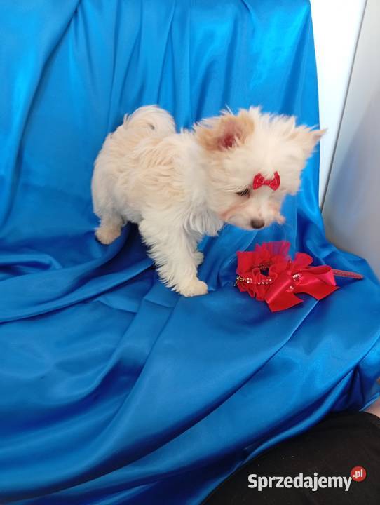 Malutki samczyk Golddust Yorkshire terrier nie York Orzesze