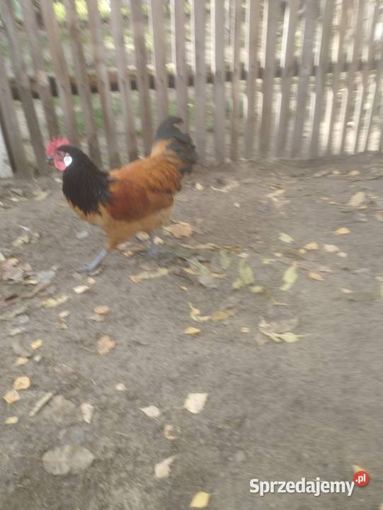Sprzedam kogutka lakenvelder jeden Staniszewskie