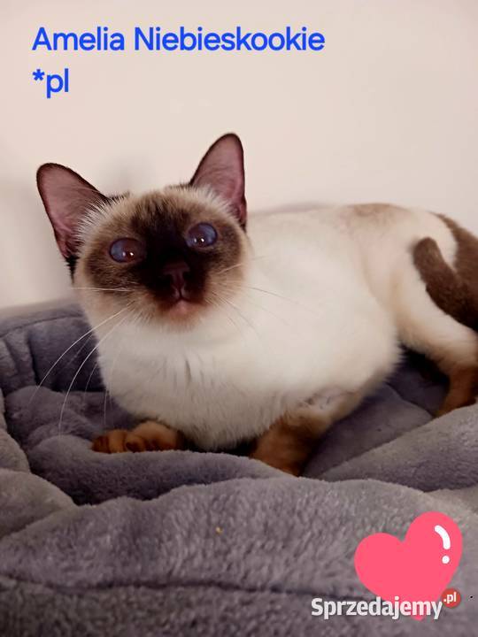 Kotka syjamska tajska do płatnej adopcji z Węgrów