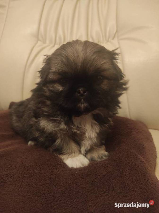 Śliczne Pekińczyki Baranów sprzedam