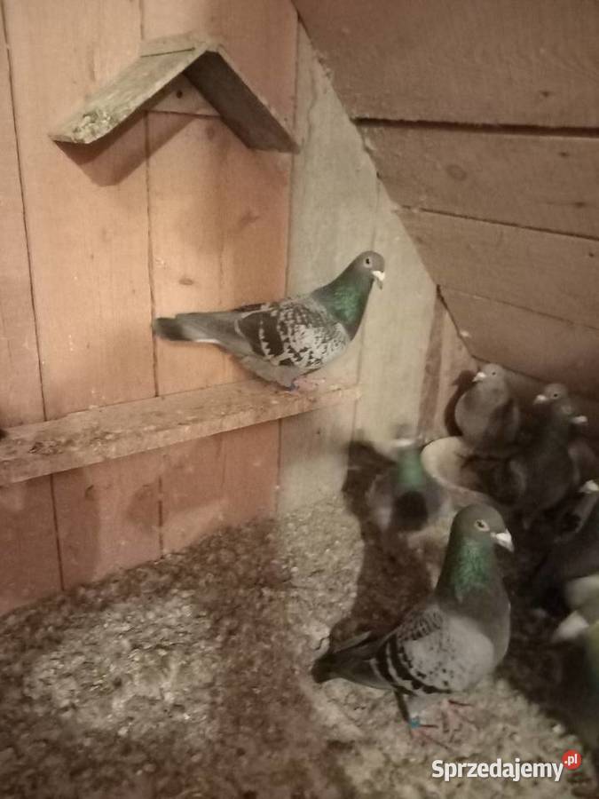 sprzedam całą chodowle golebi Trzemeśnia