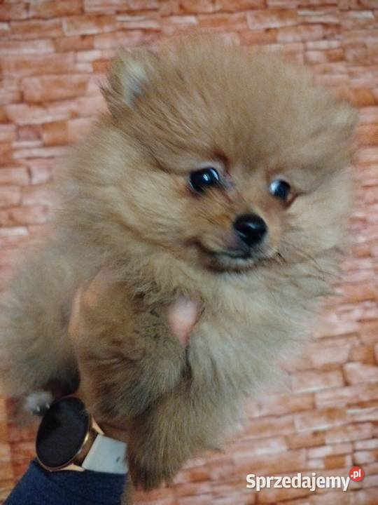 szpic miniaturowy suczka gotowa na zmianę domku Skalbmierz