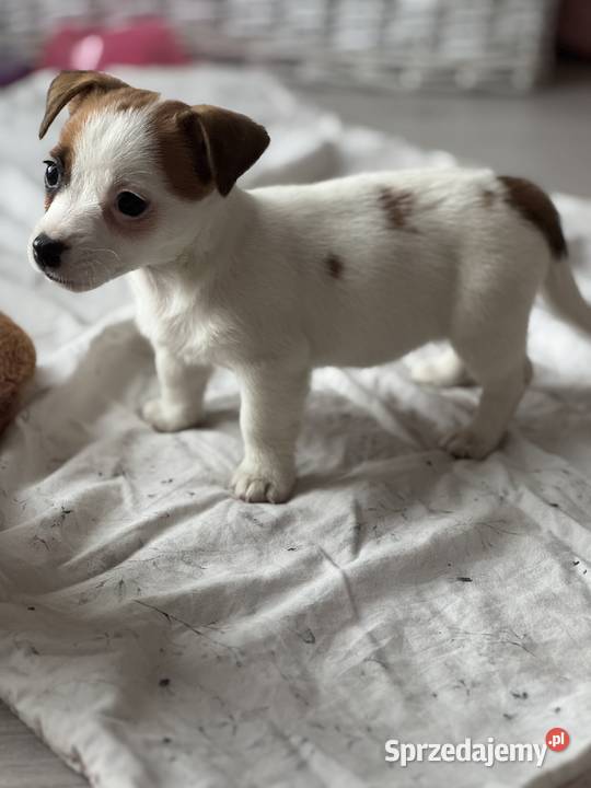 Jack Russell Terrier suczka Zwierzęta