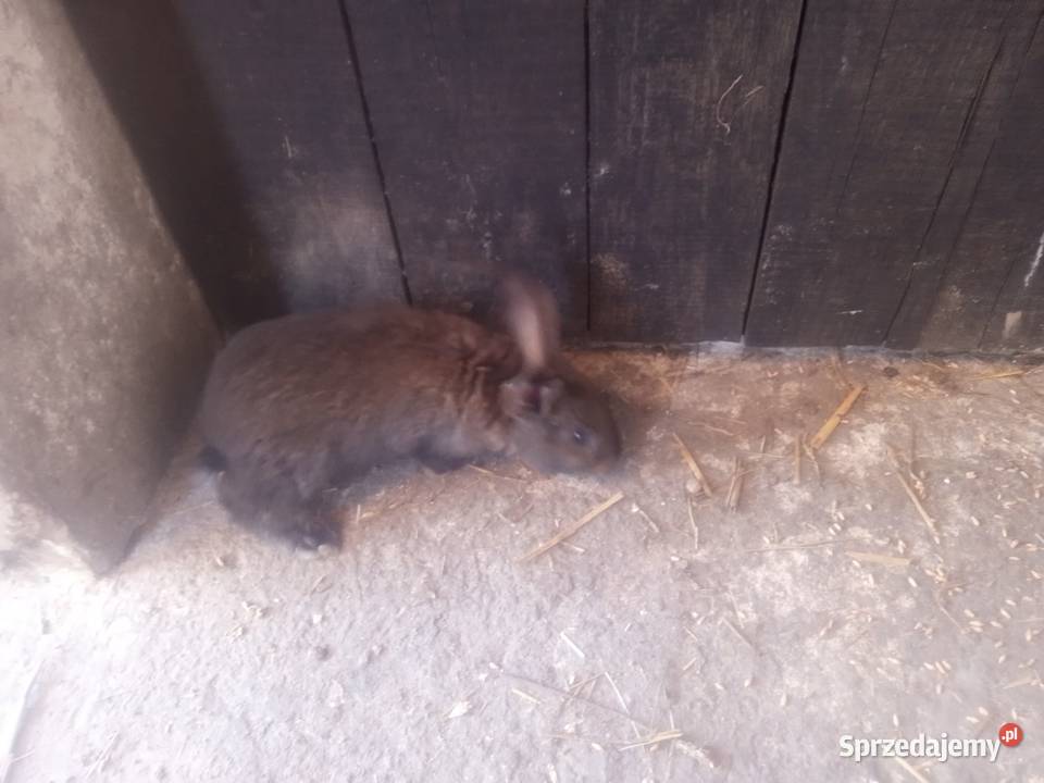 Króliki młode 3 miesięczne sprzedam