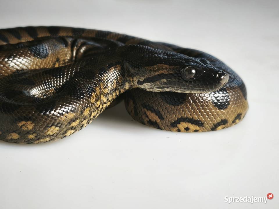 anakonda zielona młody osobnik samica Wałbrzych