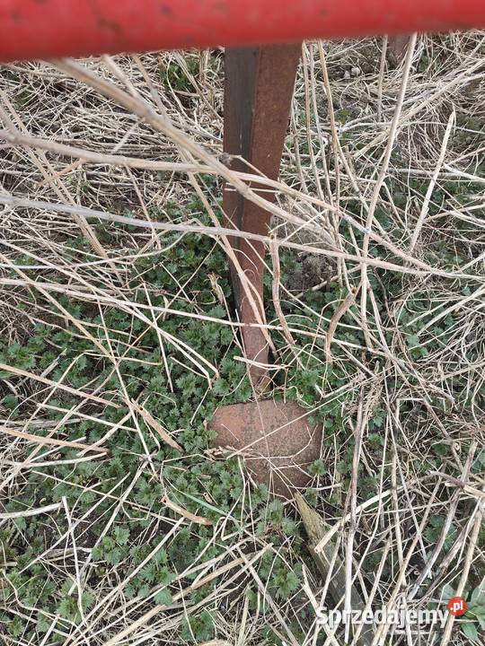 Głębosz euro masz Głębosze