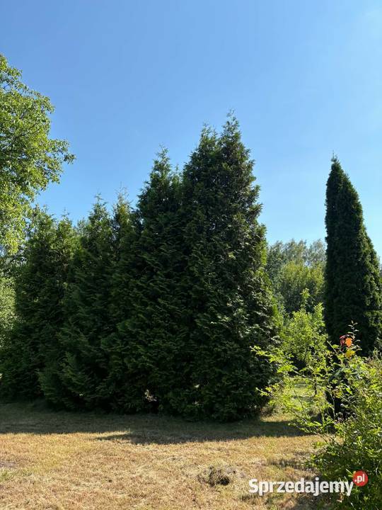 Duża działka ROD Radość 305 m Działki 257 i 258 Dąbrowa Górnicza