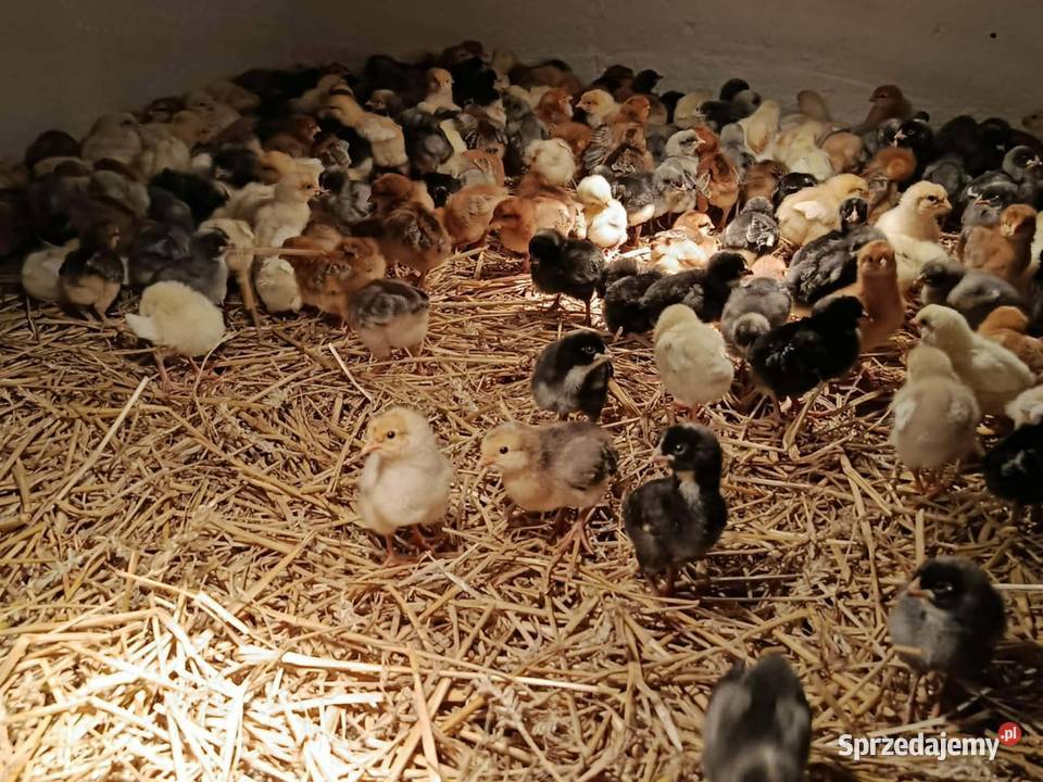 Kurczęta same kurki green shell marans małopolskie Radwan sprzedam