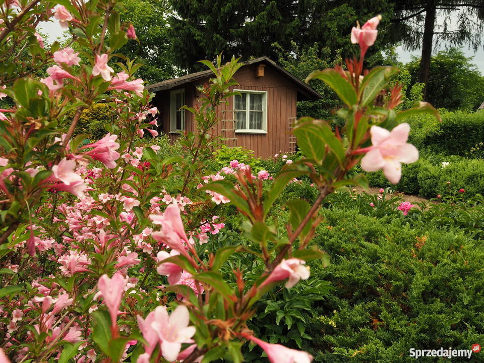Działka w ROD Czerniaków sprzedam Warszawa