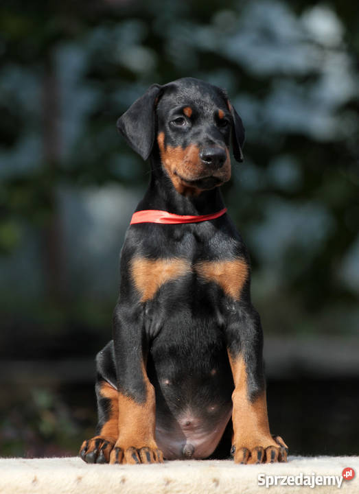 Doberman puppies Lublin