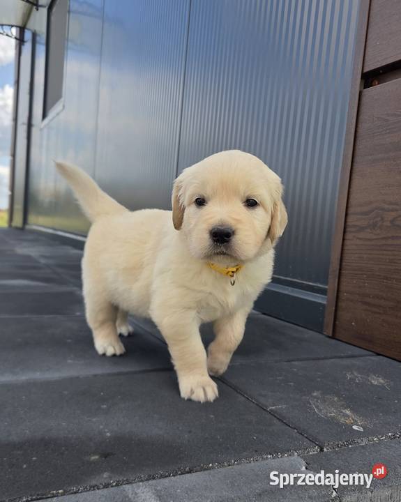 Golden Retriever szczeniaki Wilkowa
