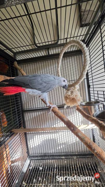 Żako ręcznie karmiony Warszawa sprzedam