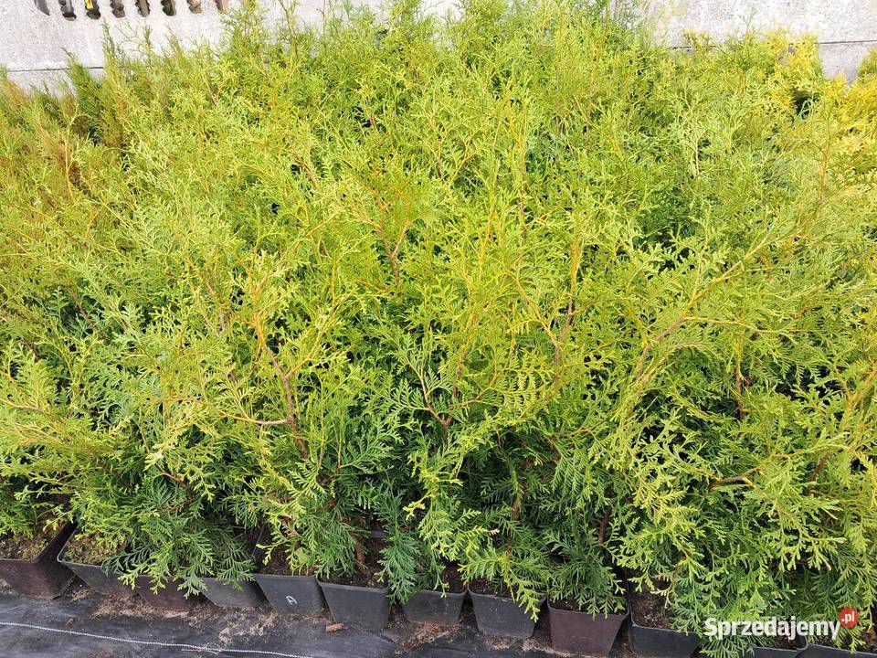 Tuja Brabant 100 Knurów