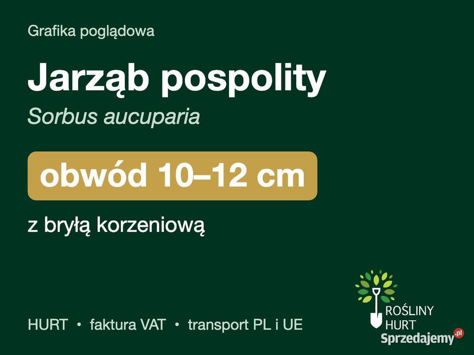 Jarząb pospolity Sorbus aucuparia obwód 1012 z
