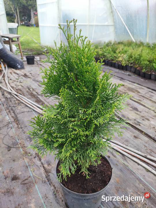 Tuja Szmaragd 50 Rośliny