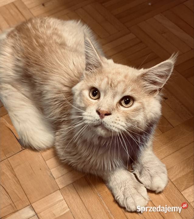 Reproduktor Maine Coon sprzedam