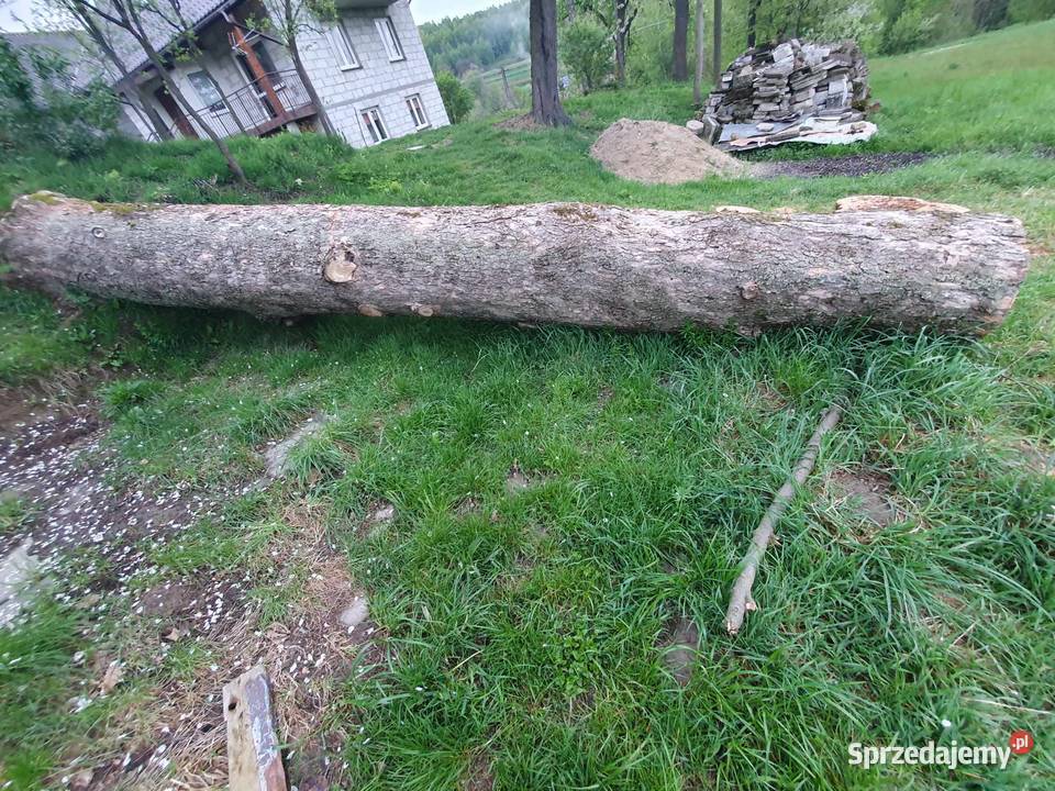 Drzewo Jawor kloc jaworowy 26 m3 Izdebki sprzedam