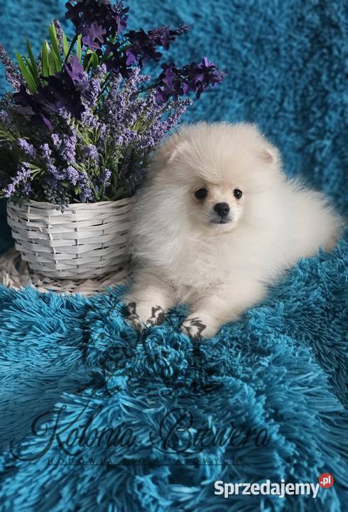 Pomeranian Szpic Miniaturowy śliczne pieski Sędziejowice