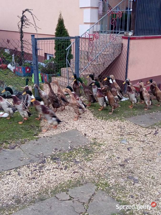 Sprzedam gęsi białe kaczki biegusy 100 do uzg Tomaszów