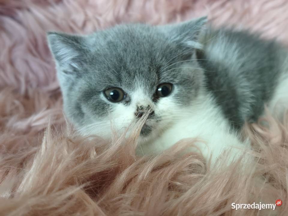 Brytyjski krótkowłosy Tarnów