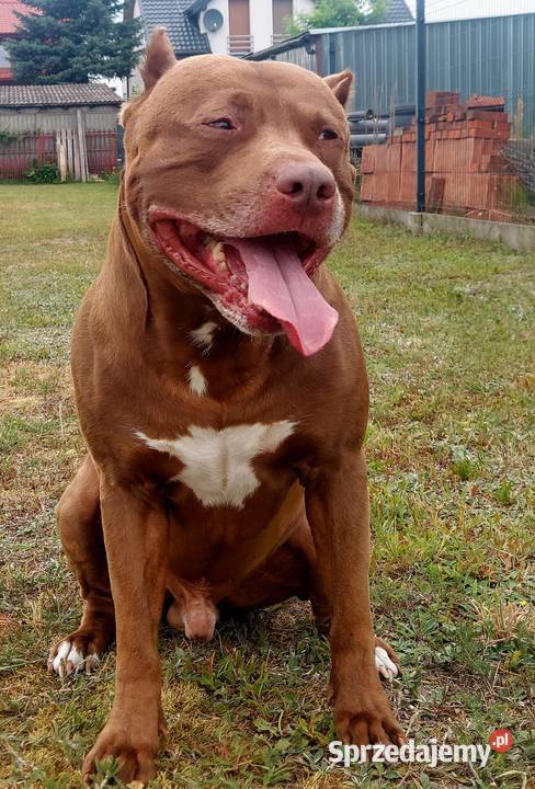 American Pit Bull Terrier Reproduktor Możliwość Piotrków Trybunalski