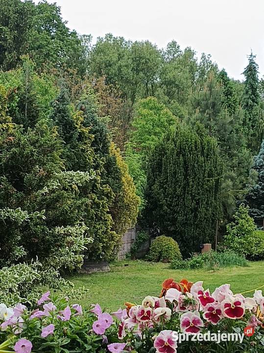 sprzedam dom w Myszkowie wolnostojący Myszków