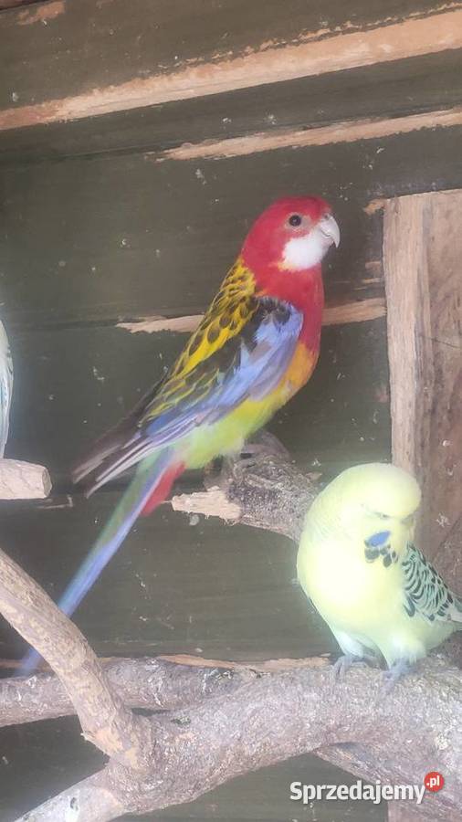 Rozella białolica Wieliczka