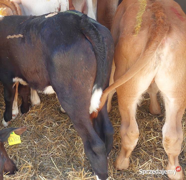 Byczki małe cielęta mięsne Łowicz sprzedam