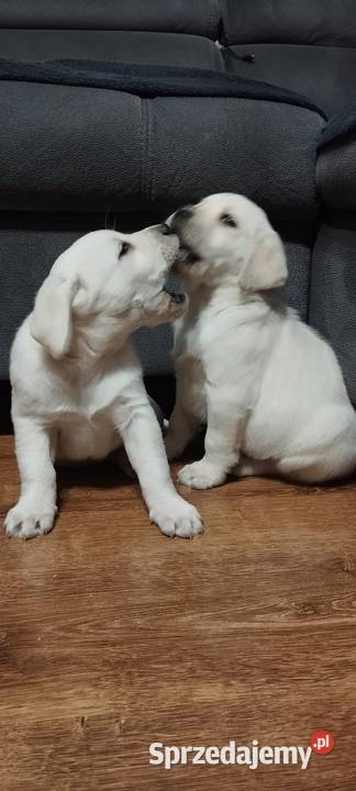 Pieski Labradory Retriever Biszkoptowe Tarnów