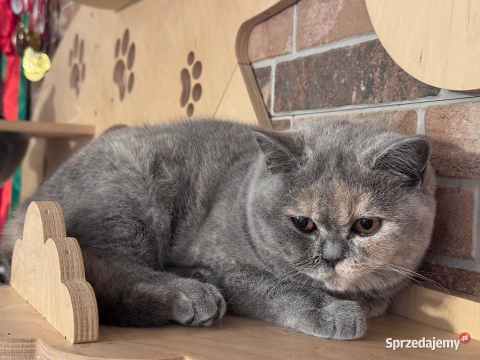Kotka brytyjska Wrocław sprzedam