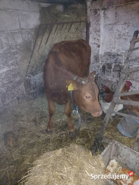 Sprzedam jałówkę do dalszego chowu Bydło Miechów sprzedam