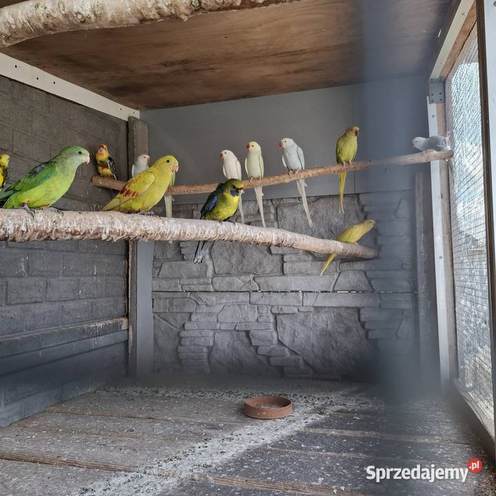 Ksiezniczka walii czerwono skrzydła konura Ostrów Wielkopolski