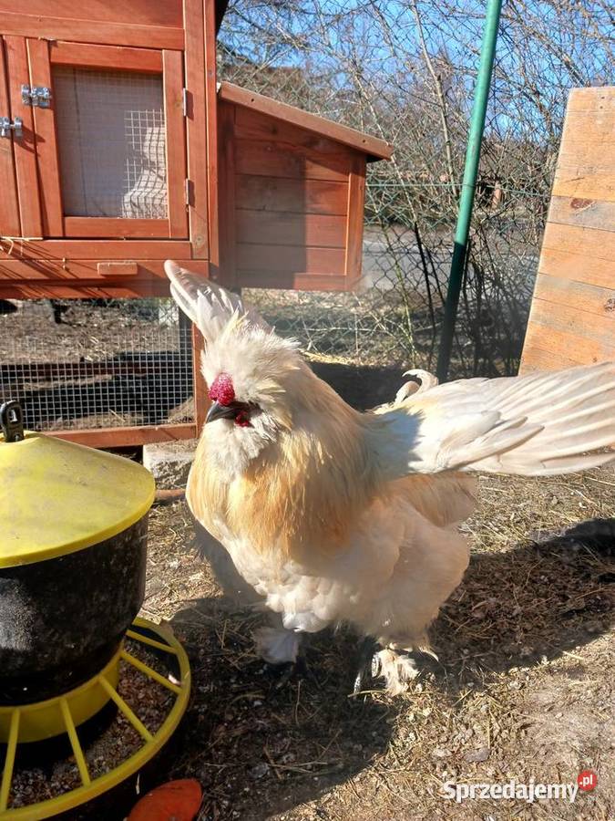 Sprzedam koguty rasy Silka Smyczyna