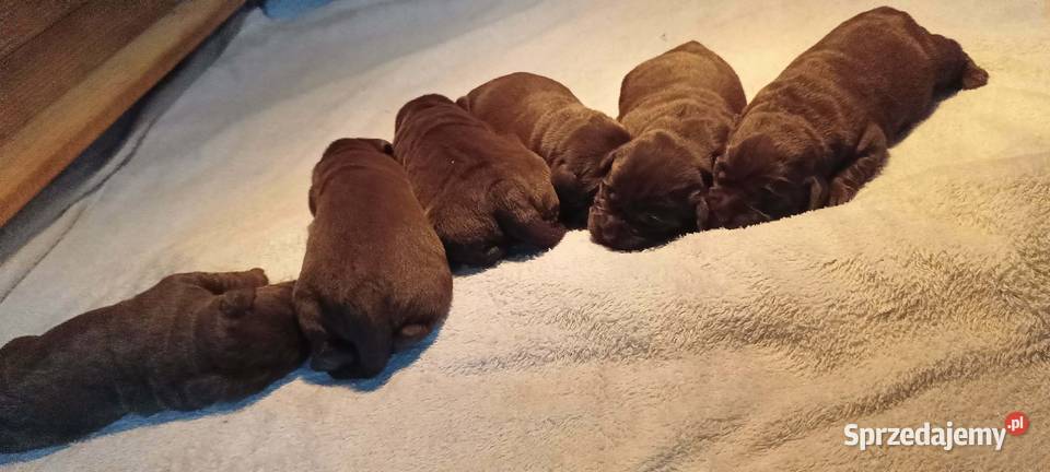 Labrador Retriever ZkwpFCI czekoladowe Labrador małopolskie Dąbrowa Tarnowska