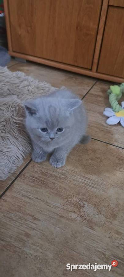 Kocięta brytyjskie liliowe z rodowodem Zwierzęta