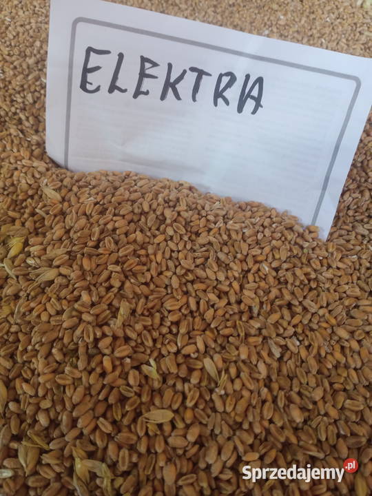 Pszenica elektra Zamość