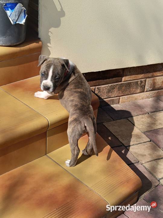 Szczenięta Amstaff american staffordshire Amstaff Wyszków