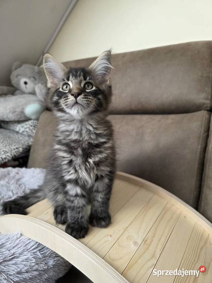 Kocieta Maine Coon Nieciszów sprzedam