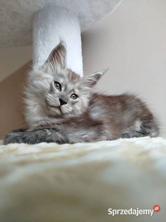 Kotka Maine Coon Szembruk