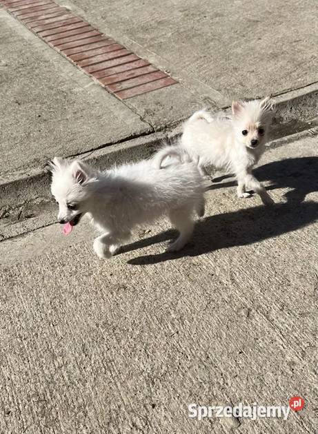 szpic miniaturowy suczka Skalbmierz