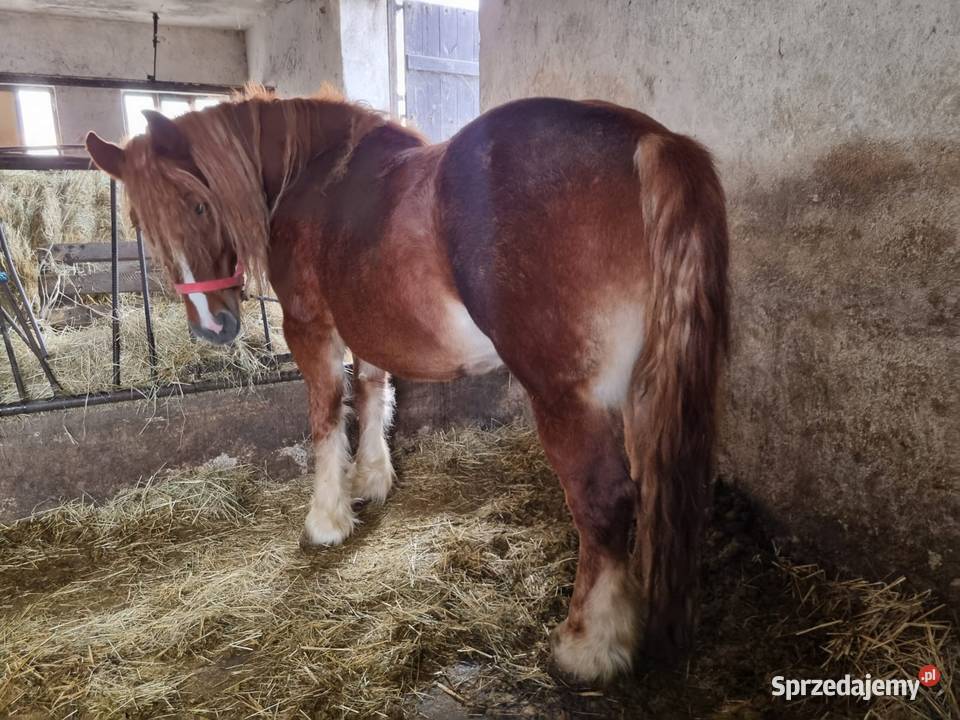 Klacz zimnokrwista zrebna Grodków
