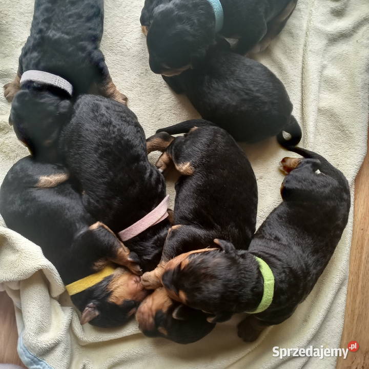 Airedale Terrier szczenięta Lublin